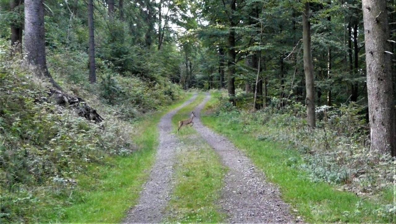 Familien-Hotel Am Traenkbachtal Frauenwald Zewnętrze zdjęcie