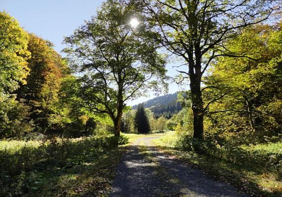 Familien-Hotel Am Traenkbachtal Frauenwald Zewnętrze zdjęcie
